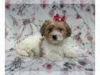 Lhasa Apso PUPPY FOR SALE ADN-772461 - Layla