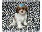 Lhasa Apso PUPPY FOR SALE ADN-772459 - Lexi