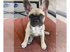 French Bulldog PUPPY FOR SALE ADN-772454 - Blue Fawn Female