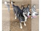 Siberian Husky PUPPY FOR SALE ADN-772447 - Siberian Husky Adult Female AKC 2