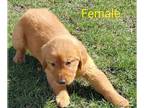 Golden Retriever PUPPY FOR SALE ADN-772446 - AKC American Golden Retriever