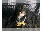 Poodle (Toy) PUPPY FOR SALE ADN-772425 - Dazzling Dimples AKC