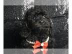 Poodle (Toy) PUPPY FOR SALE ADN-772422 - Firefly AKC