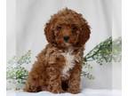 Poodle (Miniature) PUPPY FOR SALE ADN-772419 - ACA Poodle