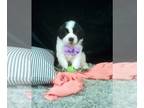 Saint Bernard PUPPY FOR SALE ADN-772417 - AKC Saint Bernard For Sale Sugarcreek