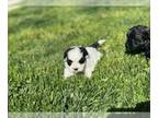 ShihPoo PUPPY FOR SALE ADN-772412 - female shihpoo