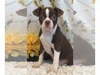 Boston Terrier PUPPY FOR SALE ADN-772401 - Girl boston terrier puppy