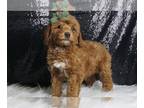 Poodle (Toy) PUPPY FOR SALE ADN-772398 - Cindy Lou AKC