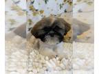 Shih Tzu PUPPY FOR SALE ADN-772395 - Boy Shih Tzu puppy