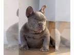 French Bulldog PUPPY FOR SALE ADN-772381 - LILAC TAN ISABELLA FLUFFY CARRIER