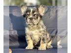 French Bulldog PUPPY FOR SALE ADN-772362 - MERLE FLUFFY GIRLS