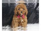 Poodle (Toy) PUPPY FOR SALE ADN-772353 - Squiggles AKC
