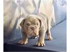 English Bulldog PUPPY FOR SALE ADN-772347 - LILAC TAN TRI