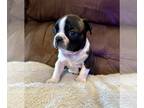 Boston Terrier PUPPY FOR SALE ADN-772344 - Boston Terrier