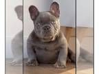 French Bulldog PUPPY FOR SALE ADN-772317 - LILAC TAN ISABELLA FLUFFY CARRIER