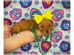 YorkiePoo PUPPY FOR SALE ADN-772303 - Tiny yorkiepoo