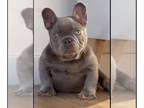 French Bulldog PUPPY FOR SALE ADN-772302 - LILAC TAN ISABELLA FLUFFY CARRIER