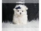 Maltese PUPPY FOR SALE ADN-772291 - Armani AKC