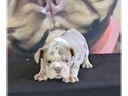 English Bulldog PUPPY FOR SALE ADN-772290 - BOMBSHELL BEAUTIES