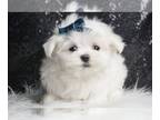 Maltese PUPPY FOR SALE ADN-772287 - Littlepip AKC