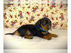 Dachshund PUPPY FOR SALE ADN-772286 - Mini dachshund