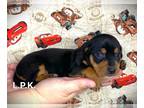 Dachshund PUPPY FOR SALE ADN-772282 - Mini dachshund