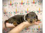 Dachshund PUPPY FOR SALE ADN-772277 - Mini dachshund