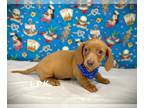 Dachshund PUPPY FOR SALE ADN-772272 - Mini dachshund