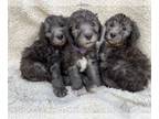 Bedlington Terrier PUPPY FOR SALE ADN-772265 - Bedlington Terriers AKC