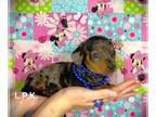 Dachshund PUPPY FOR SALE ADN-772263 - Mini dachshund