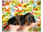 Dachshund PUPPY FOR SALE ADN-772262 - Mini dachshund