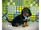 Dachshund PUPPY FOR SALE ADN-772260 - Mini dachshund