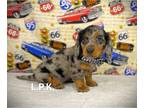 Dachshund PUPPY FOR SALE ADN-772258 - Mini dachshund