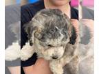 Aussiedoodle Miniature PUPPY FOR SALE ADN-772253 - Toy Aussiedoodle