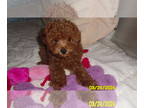 Poodle (Toy) PUPPY FOR SALE ADN-772249 - Poodle Puppy Male Red Purebred