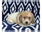 Lhasa Apso PUPPY FOR SALE ADN-772246 - Carter