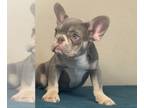 French Bulldog PUPPY FOR SALE ADN-772240 - LILAC AND TAN