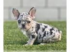 French Bulldog PUPPY FOR SALE ADN-772236 - BLACK MERLE TRI