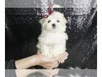 Maltese PUPPY FOR SALE ADN-772232 - Brookey AKC