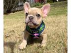 French Bulldog PUPPY FOR SALE ADN-772230 - AKC HEAVY EASTER SPECIAL