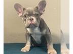 French Bulldog PUPPY FOR SALE ADN-772212 - LILAC AND TAN