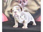 English Bulldog PUPPY FOR SALE ADN-772211 - BOMBSHELL BEAUTIES