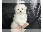 Maltese PUPPY FOR SALE ADN-772196 - Allieroo AKC