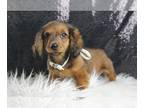 Dachshund PUPPY FOR SALE ADN-772178 - Oscar Mini Dachshund