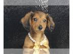 Dachshund PUPPY FOR SALE ADN-772177 - Frankie Mini Dachshund