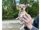 Chihuahua PUPPY FOR SALE ADN-772172 - Adorable chihuahua