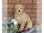 Maltipoo PUPPY FOR SALE ADN-772166 - Maltipoo For Sale Millersburg OH