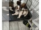 Shih Tzu PUPPY FOR SALE ADN-772157 - Shih tzu