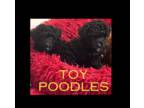 Poodle (Toy) PUPPY FOR SALE ADN-772557 - Purebred Toy Poodle Puppies Available
