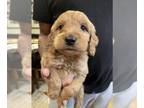 Goldendoodle PUPPY FOR SALE ADN-772550 - Goldendoodle puppy